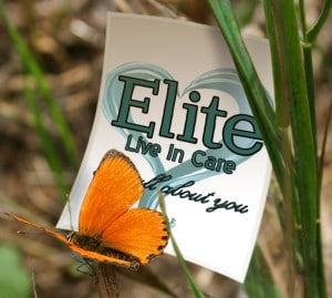 Elite butterfly